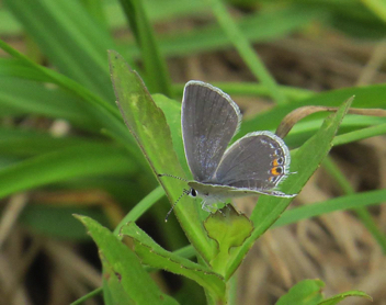 Eastern Tailed-Blue female